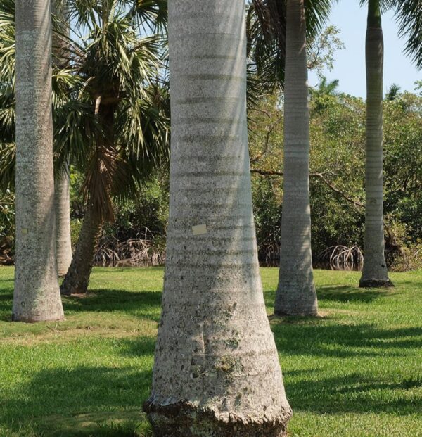 Cây cau vua (Roystonea regia)