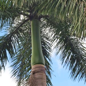 Royal Palm (Roystonea regia)