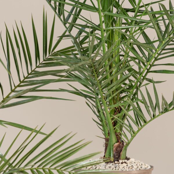 Date Palm (Phoenix dactylifera)