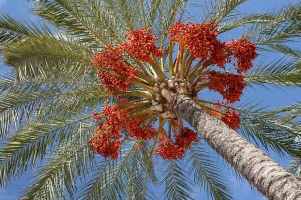 ปาล์มอินทผลัม (Phoenix dactylifera)