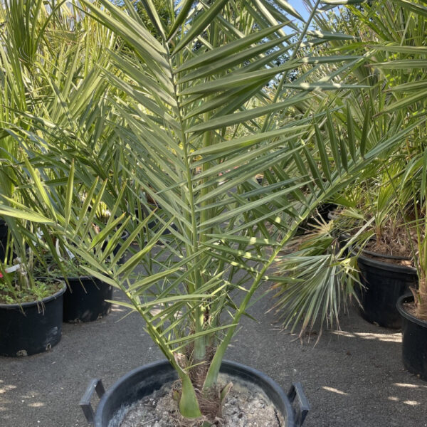 Date Palm (Phoenix dactylifera)