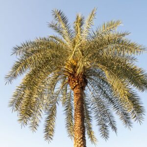 Date Palm (Phoenix dactylifera)