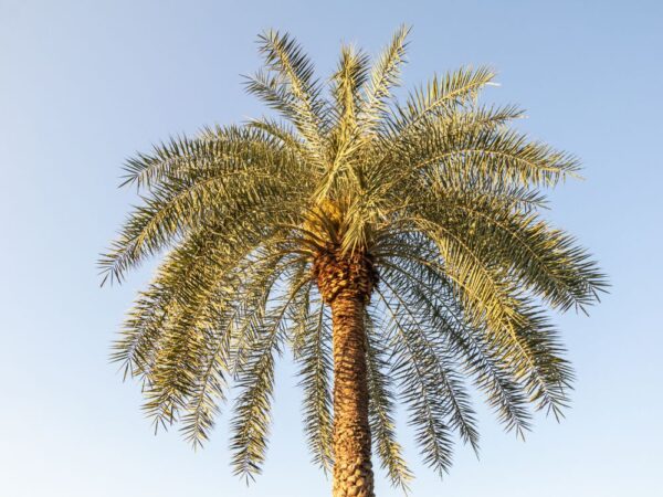 Date Palm (Phoenix dactylifera)