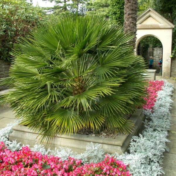 Chamaerops humilis (ปาล์มพัดเมดิเตอร์เรเนียน)