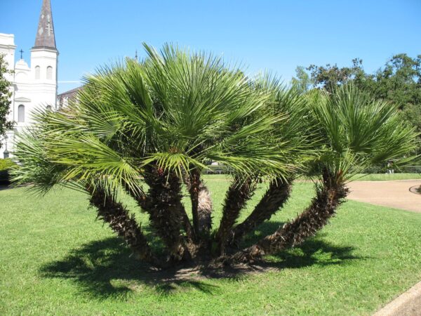 Chamaerops humilis (ปาล์มพัดเมดิเตอร์เรเนียน)