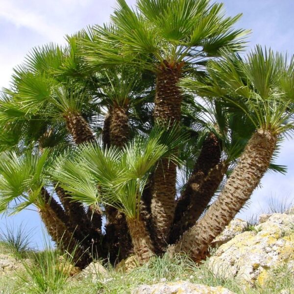 Chamaerops humilis (ปาล์มพัดเมดิเตอร์เรเนียน)