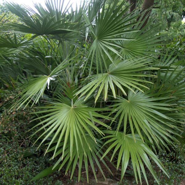 Chamaerops humilis (Mediterranean Fan Palm)