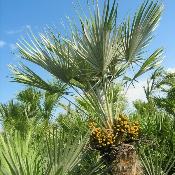 Chamaerops humilis (ปาล์มพัดเมดิเตอร์เรเนียน)