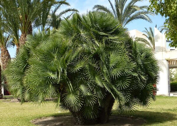 Chamaerops humilis ‘Vulcano’