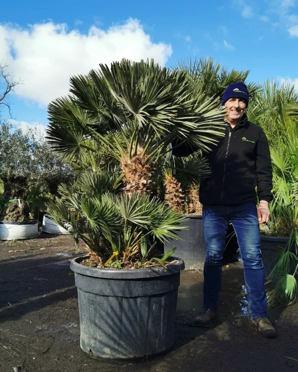 Chamaerops humilis ‘Vulcano’