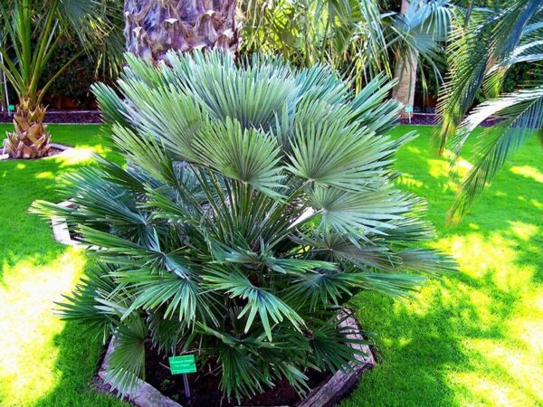 Chamaerops humilis ‘Vulcano’