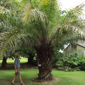 アブラヤシ Elaeis guineensis