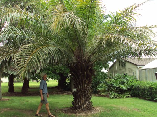 ปาล์มน้ำมัน Elaeis guineensis