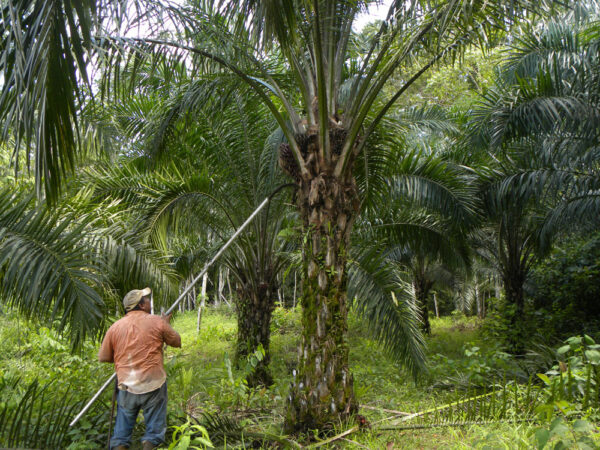 ปาล์มน้ำมัน Elaeis guineensis