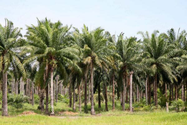 Cọ dầu Elaeis guineensis