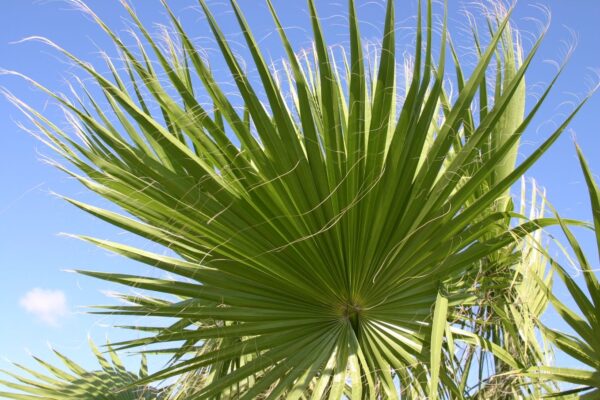 Cọ mỹ (Washingtonia robusta)