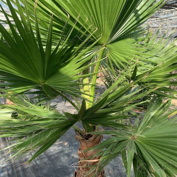 Cọ mỹ (Washingtonia robusta)