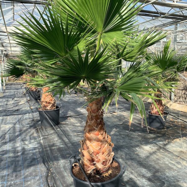 Cọ mỹ (Washingtonia robusta)