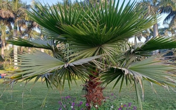 Cọ mỹ (Washingtonia robusta)