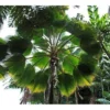 Cọ quạt Fiji (Pritchardia Pacifica)