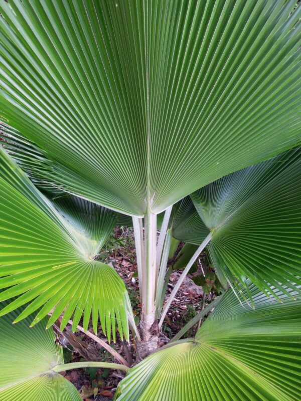 ปาล์มพัดฟิจิ (Pritchardia Pacifica)