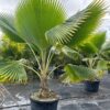 Cọ quạt Fiji (Pritchardia Pacifica)