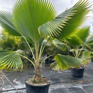 フィジー扇状ヤシ（Pritchardia Pacifica）