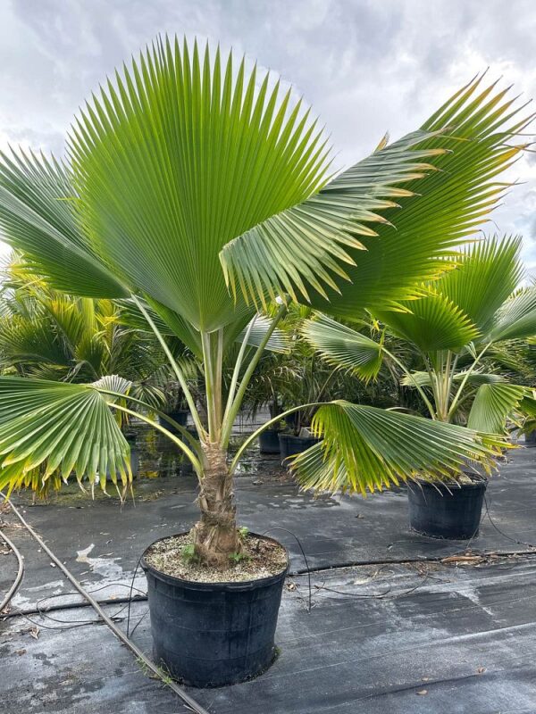 ปาล์มพัดฟิจิ (Pritchardia Pacifica)