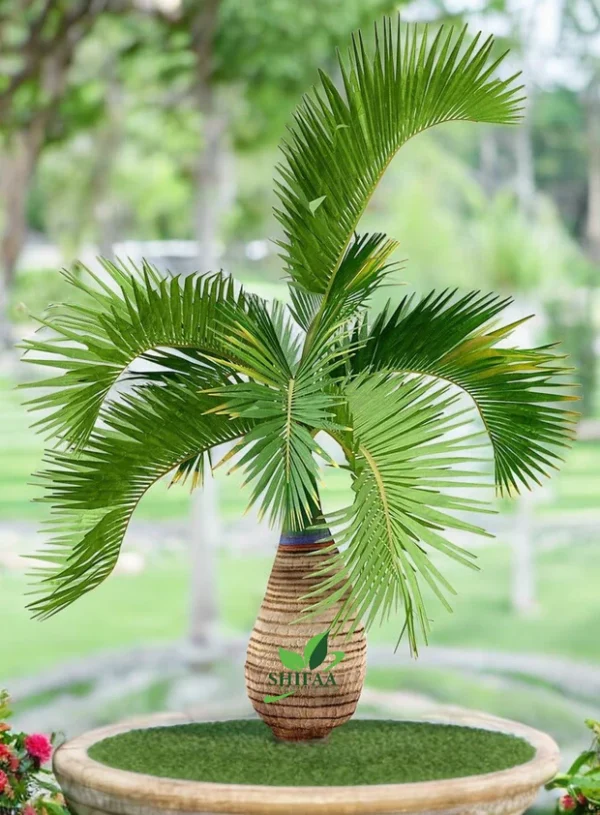 Cọ sâm banh (Hyophorbe lagenicaulis)