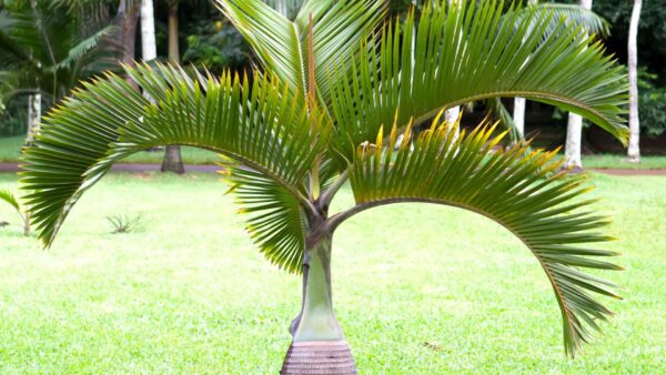 Cọ sâm banh (Hyophorbe lagenicaulis)