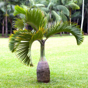 Champagne Palm (Hyophorbe lagenicaulis)