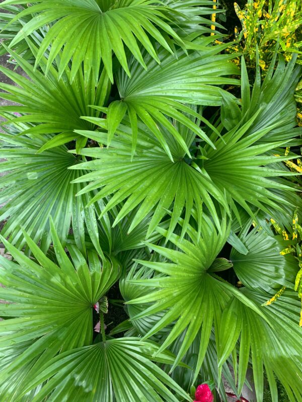 Cọ ta (Livistona chinensis)