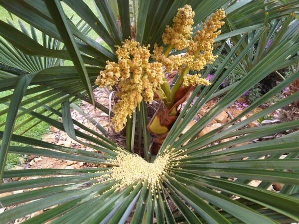 Cọ ta (Livistona chinensis)