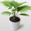 Cọ ta (Livistona chinensis)