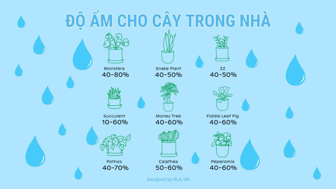 Độ ẩm cho cây trong nhà: giải thích, hướng dẫn chi tiết