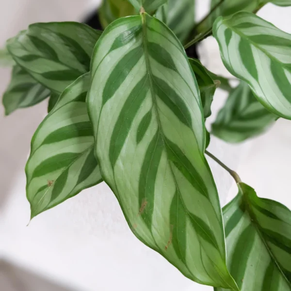 Đuôi Công Freddie (Calathea Freddie)