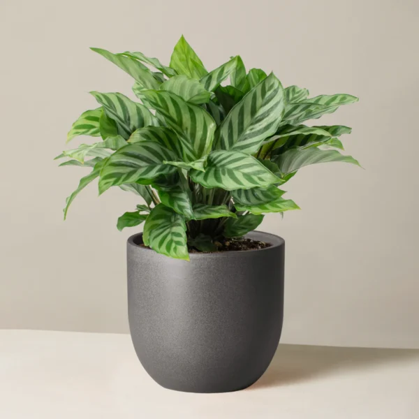 Đuôi Công Freddie (Calathea Freddie)