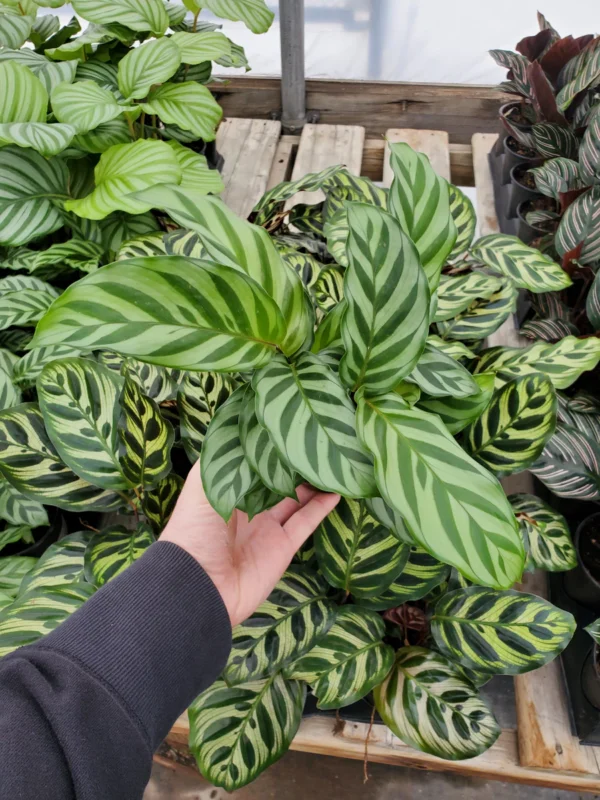 Đuôi Công Freddie (Calathea Freddie)