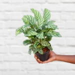 Duoi-Cong-Freddie-Calathea-Freddie-4