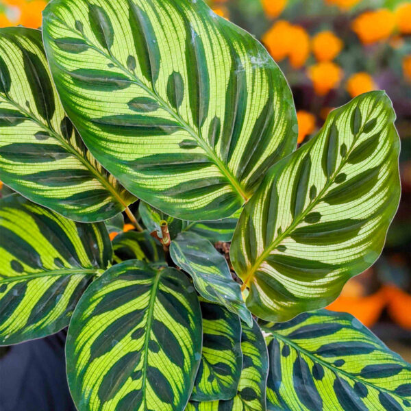 Đuôi Công Makoyana (Calathea Makoyana)