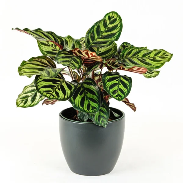 Đuôi Công Makoyana (Calathea Makoyana)