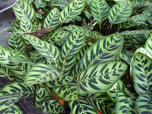 Đuôi Công Makoyana (Calathea Makoyana)