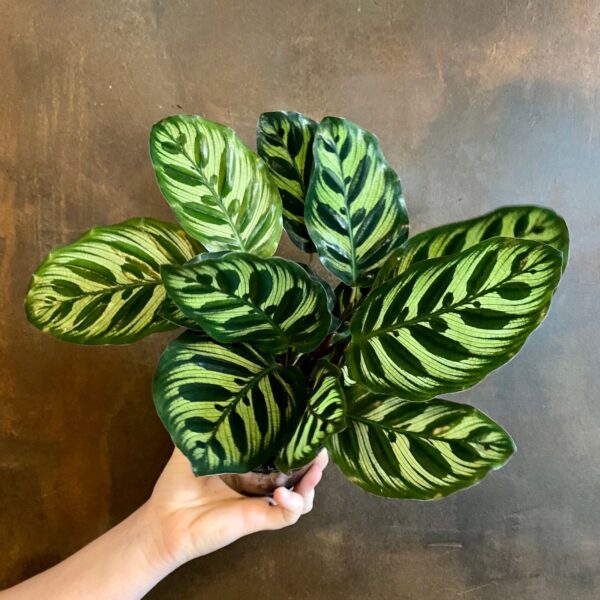 Đuôi Công Makoyana (Calathea Makoyana)