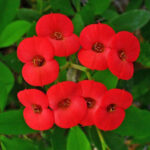Euphorbia-milii-Crown-of-Thorns1-702×527-1