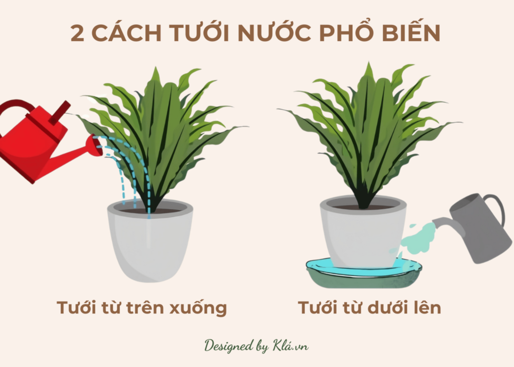 Hiểu rõ nước cho cây trong nhà & kiểng lá