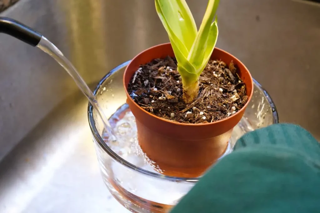 室内や観賞用の植物の水について