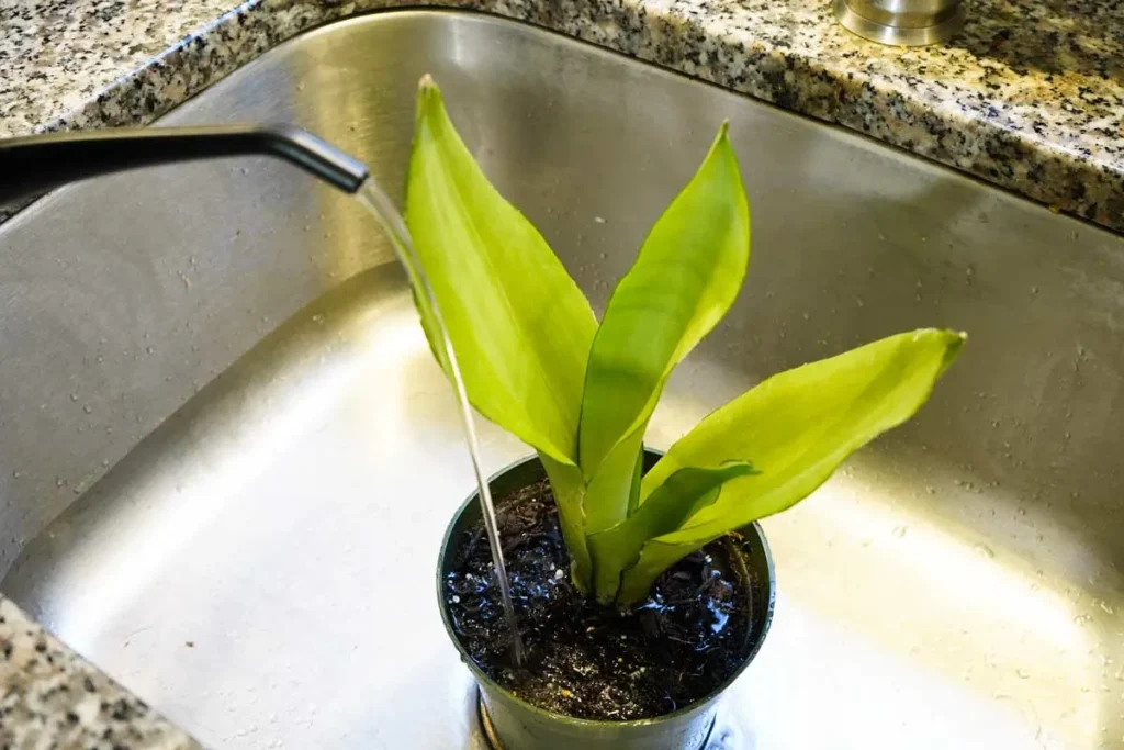 室内や観賞用の植物の水について