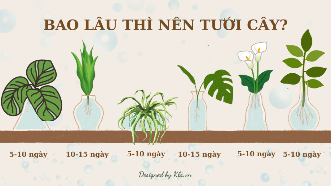 Hiểu rõ nước cho cây trong nhà & kiểng lá