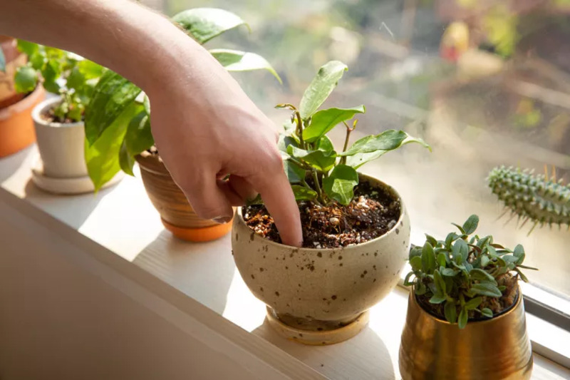 室内や観賞用の植物の水について