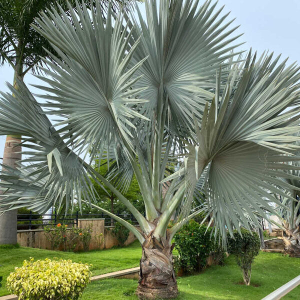 Kè bạc (Bismarckia nobilis)